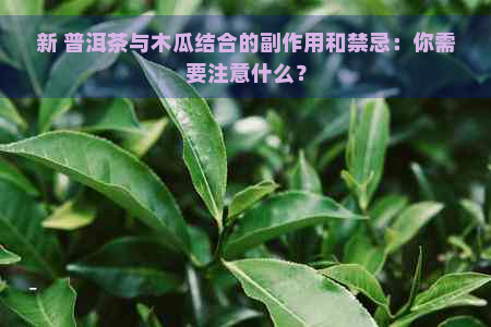 新 普洱茶与木瓜结合的副作用和禁忌：你需要注意什么？