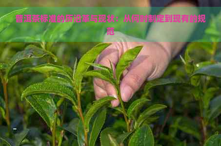 普洱茶标准的历沿革与现状：从何时制定到现有的规范