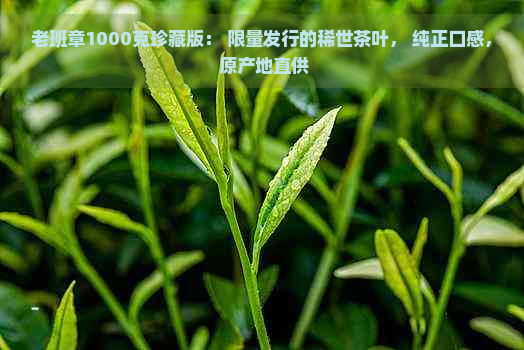 老班章1000克珍藏版： 限量发行的稀世茶叶， 纯正口感， 原产地直供