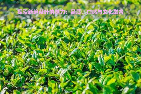 探索新境茶叶的魅力：品质、口感与文化融合