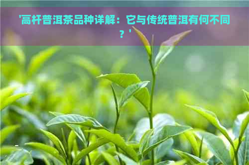 '高杆普洱茶品种详解：它与传统普洱有何不同？'