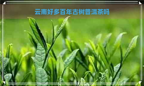 云南好多百年古树普洱茶吗