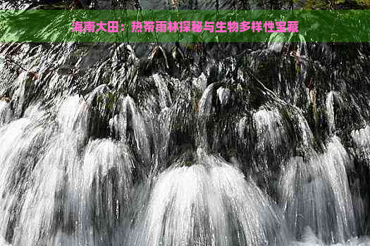 海南大田：热带雨林探秘与生物多样性宝藏