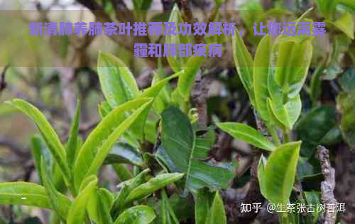 新清肺养肺茶叶推荐及功效解析，让您远离雾霾和肺部疾病