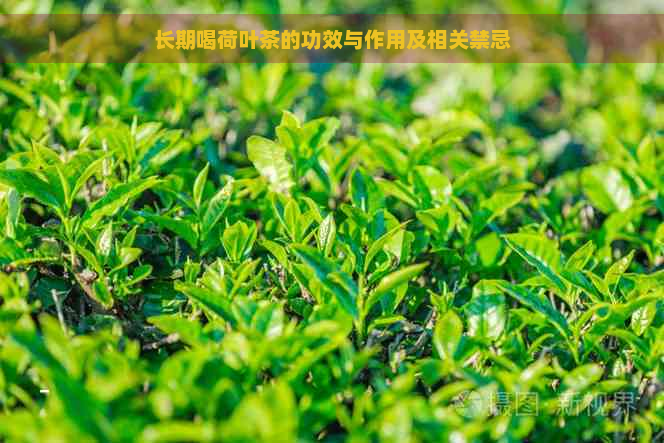 长期喝荷叶茶的功效与作用及相关禁忌