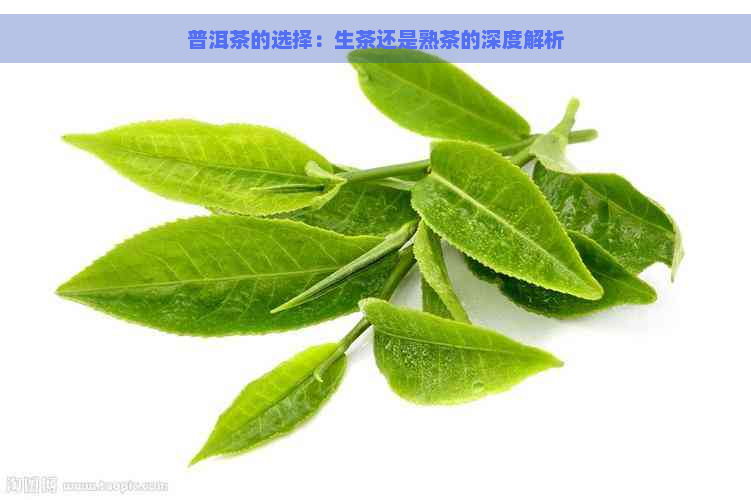 普洱茶的选择：生茶还是熟茶的深度解析