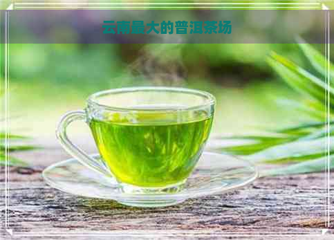 云南更大的普洱茶场