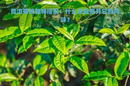 普洱茶的独特搭配：什么茶能提升它的风味？