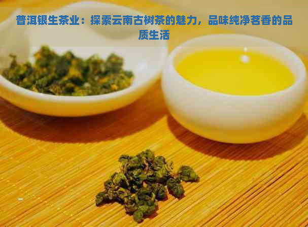 普洱银生茶业：探索云南古树茶的魅力，品味纯净茗香的品质生活