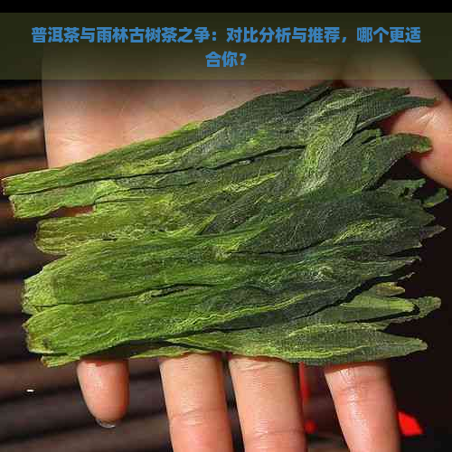 普洱茶与雨林古树茶之争：对比分析与推荐，哪个更适合你？