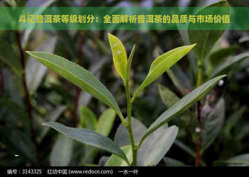 斗记普洱茶等级划分：全面解析普洱茶的品质与市场价值