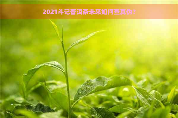 2021斗记普洱茶未来如何查真伪？