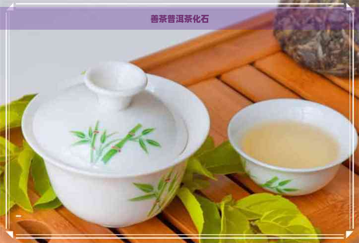 善茶普洱茶化石