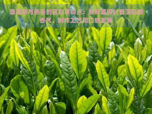 普洱茶与熟茶的区别及特点：新标题探讨普洱茶的香气、制作工艺和口感差异