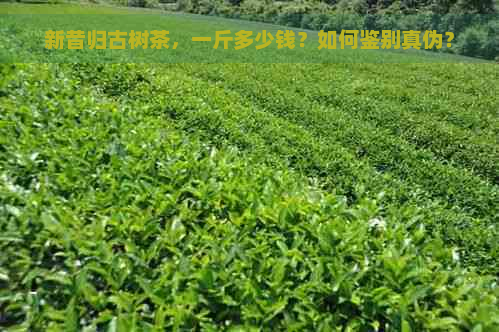 新昔归古树茶，一斤多少钱？如何鉴别真伪？