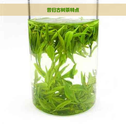 昔归古树茶特点