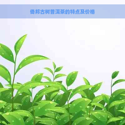 倚邦古树普洱茶的特点及价格