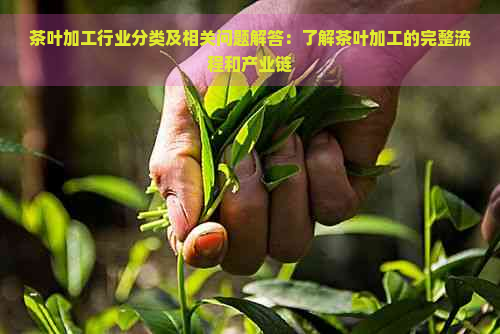 茶叶加工行业分类及相关问题解答：了解茶叶加工的完整流程和产业链