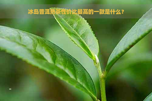 冰岛普洱熟茶性价比更高的一款是什么？