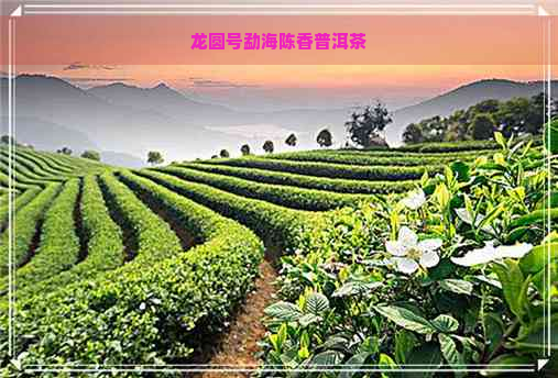 龙圆号勐海陈香普洱茶