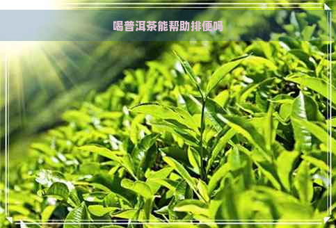 喝普洱茶能帮助排便吗