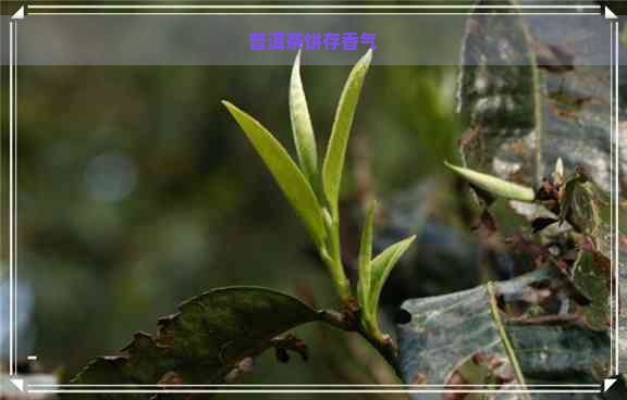 普洱茶饼存香气