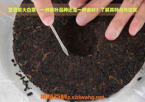 普洱茶大白菜：一种茶叶品种还是一种食材？了解其特点与功效