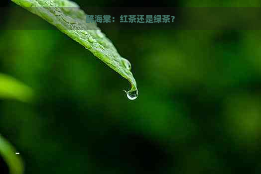 醉海棠：红茶还是绿茶？