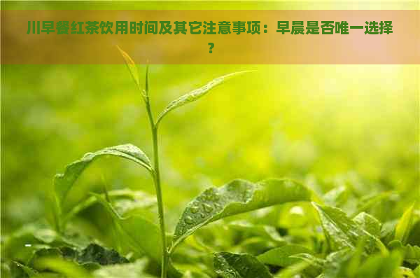 川早餐红茶饮用时间及其它注意事项：早晨是否唯一选择？