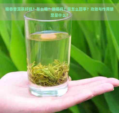 糯香普洱茶好吗？怎么喝？能喝吗？是怎么回事？功效与作用禁忌是什么？