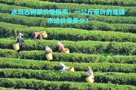 冰岛古树茶价格指南：一公斤茶叶的准确市场价是多少？