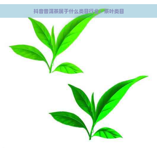 抖音普洱茶属于什么类目行业：茶叶类目