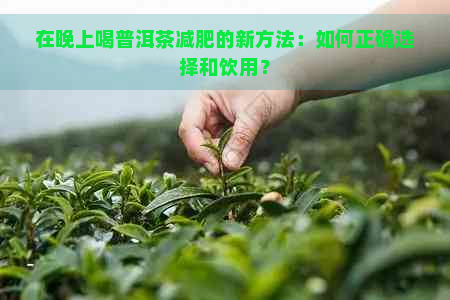 在晚上喝普洱茶减肥的新方法：如何正确选择和饮用？