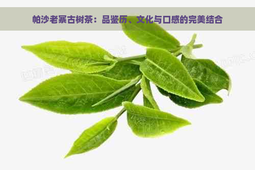 帕沙老寨古树茶：品鉴历、文化与口感的完美结合