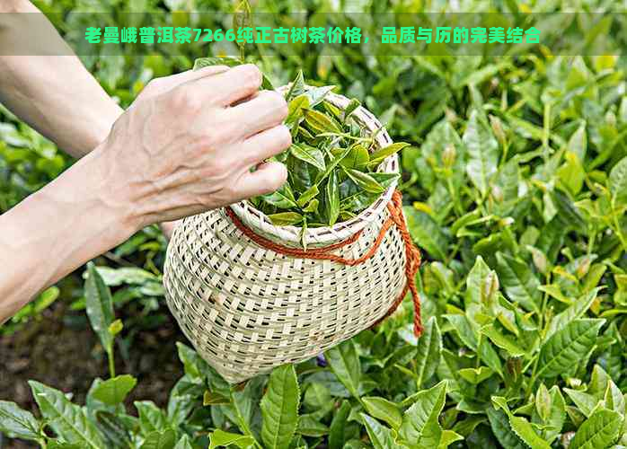 老曼峨普洱茶7266纯正古树茶价格，品质与历的完美结合