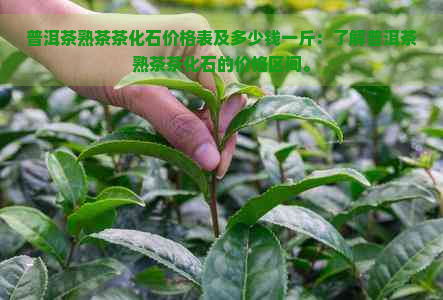 普洱茶熟茶茶化石价格表及多少钱一斤：了解普洱茶熟茶茶化石的价格区间。