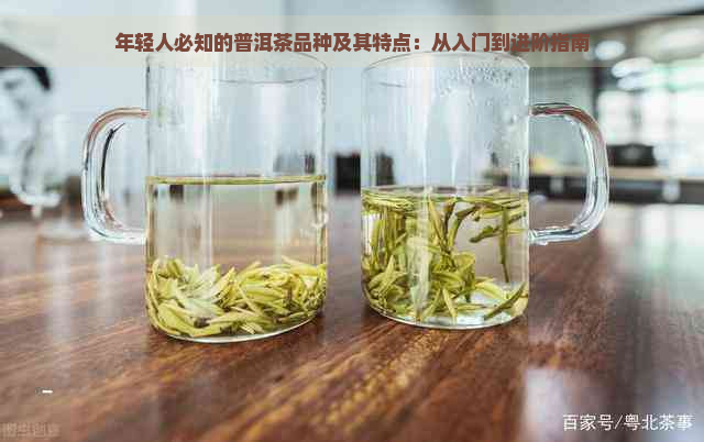 年轻人必知的普洱茶品种及其特点：从入门到进阶指南