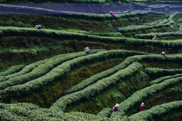 哪些特定茶叶能够有效助消化和保护胃部健？