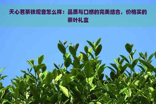 天心茗茶铁观音怎么样：品质与口感的完美结合，价格实的茶叶礼盒