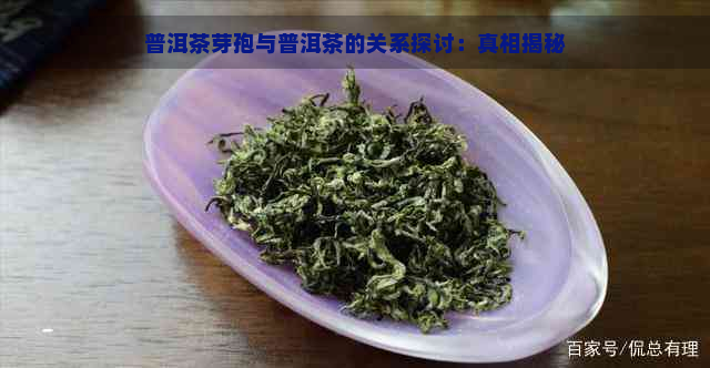 普洱茶芽孢与普洱茶的关系探讨：真相揭秘