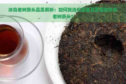 冰岛老树茶头品质解析：如何挑选与品鉴高质量的冰岛老树茶头？