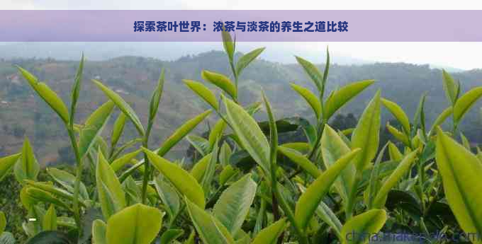 探索茶叶世界：浓茶与淡茶的养生之道比较