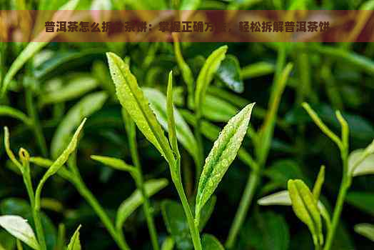 普洱茶怎么拆分茶饼：掌握正确方法，轻松拆解普洱茶饼