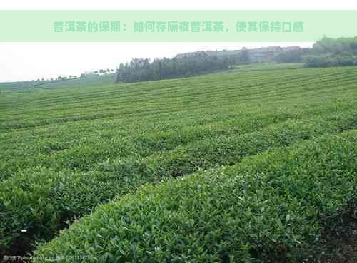 普洱茶的保期：如何存隔夜普洱茶，使其保持口感