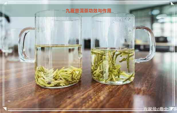 九雁普洱茶功效与作用