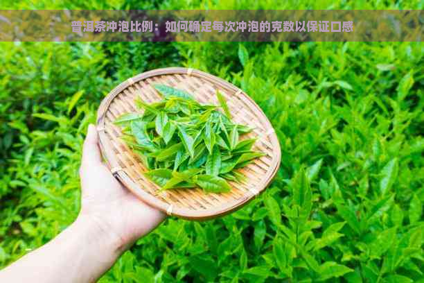 普洱茶冲泡比例：如何确定每次冲泡的克数以保证口感