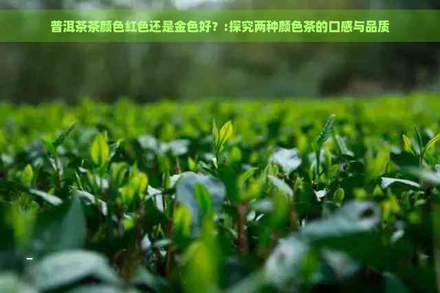 普洱茶茶颜色红色还是金色好？:探究两种颜色茶的口感与品质