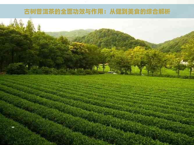 古树普洱茶的全面功效与作用：从健到美食的综合解析