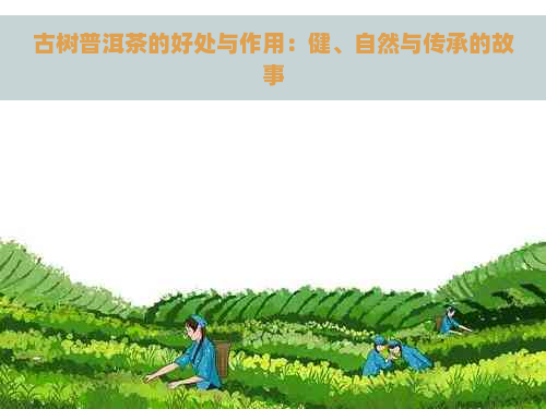 古树普洱茶的好处与作用：健、自然与传承的故事