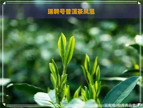 瑞聘号普洱茶凤凰